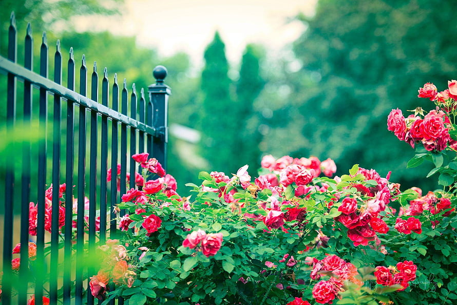 Vibrant Red Roses Blooming Along a Classic Black Iron Garden Fence HD wallpaper