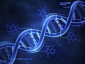 DNA Double Helix Structure with Chemical Base Diagrams and Molecular Labels HD wallpaper