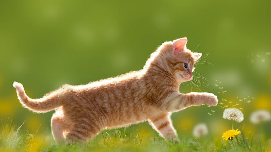 Playful Orange Tabby Kitten Reaching for a Dandelion in a Sunny Green Meadow HD wallpaper