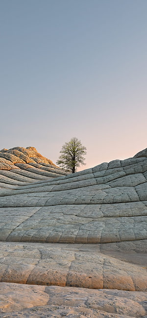 White Pocket Arizona Landscape With Solitary Tree And Wavy Rock Formations HD phone wallpaper