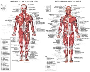 Anatomical Diagram of Human Muscular System Showing Anterior and Posterior Views, EXERCISE, muscular system HD wallpaper