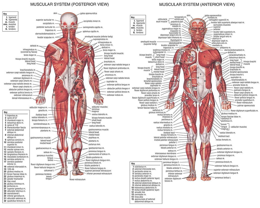 Anatomical Diagram of Human Muscular System Showing Anterior and Posterior Views, EXERCISE, muscular system HD wallpaper