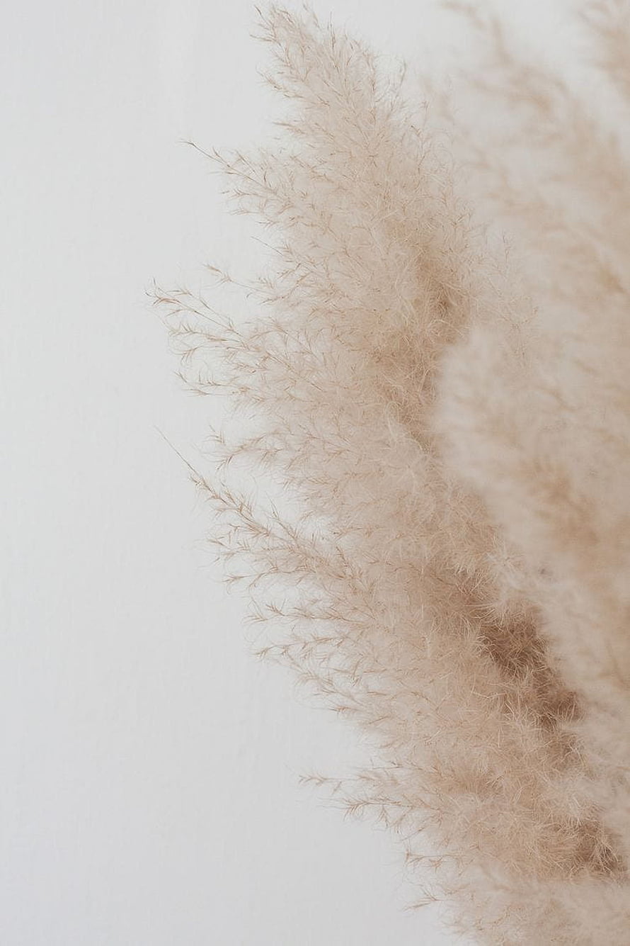 Soft Beige Pampas Grass Plumes on White Background HD phone wallpaper