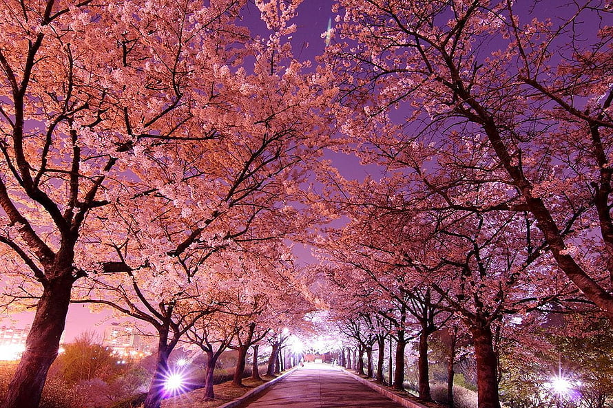 Cherry Blossom Tunnel at Night in South Korea HD wallpaper