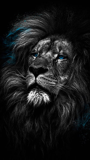 Majestic Black Lion With Glowing Blue Eyes And Mystical Smoke HD phone wallpaper