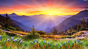 Vibrant Mountain Sunrise with Sun Rays Over Wildflower Meadow and Pine Forest HD wallpaper