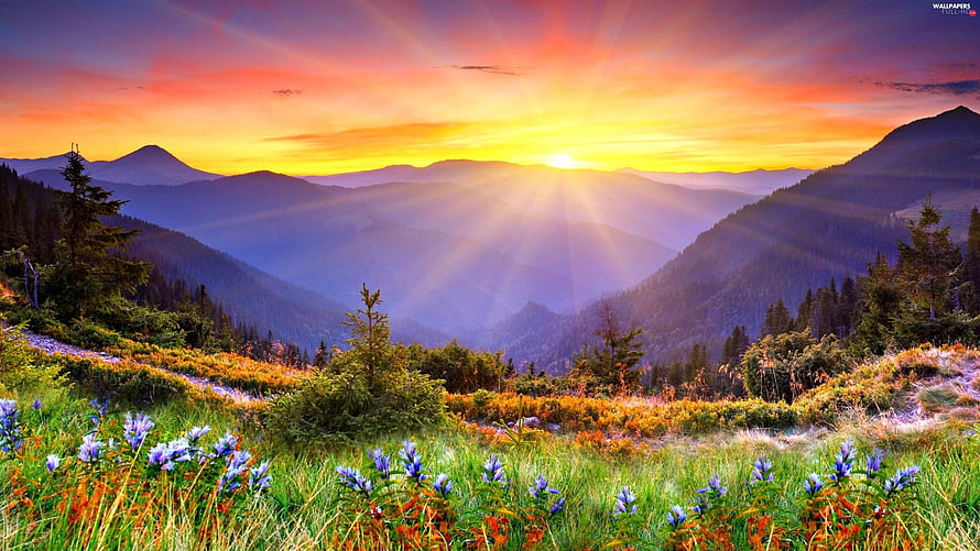 Vibrant Mountain Sunrise with Sun Rays Over Wildflower Meadow and Pine Forest HD wallpaper