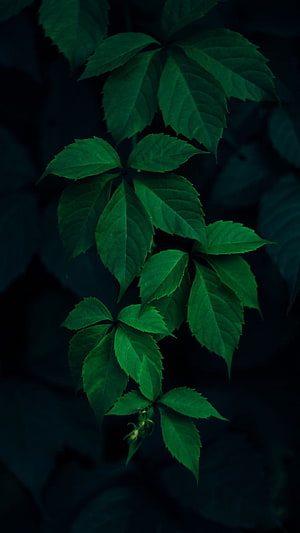 Dark Green Ivy Leaves on a Branch Against a Black Background HD phone wallpaper