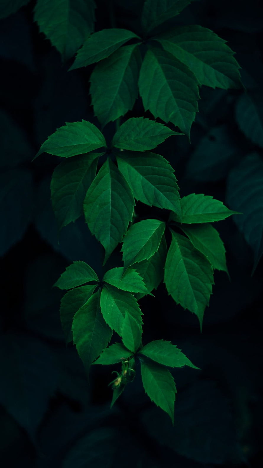 Dark Green Ivy Leaves on a Branch Against a Black Background HD phone wallpaper