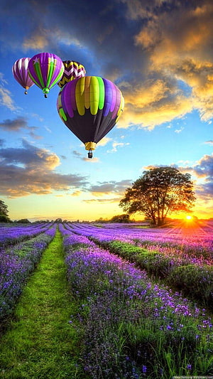 Colorful Hot Air Balloons Floating Over a Lavender Field at Golden Sunset HD phone wallpaper