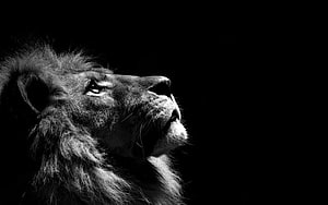 Majestic Male Lion Profile in Dramatic Black and White Photography HD wallpaper