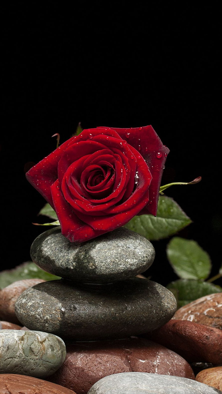 Red Rose with Water Droplets Balanced on Stacked River Stones Against Black Background HD phone wallpaper