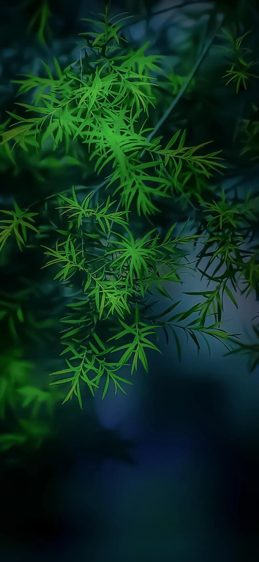 Vibrant Green Fern Leaves Against Dark Blue Background HD phone wallpaper