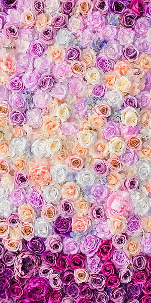 Pastel Pink Purple Rose Floral Wall Background HD phone wallpaper