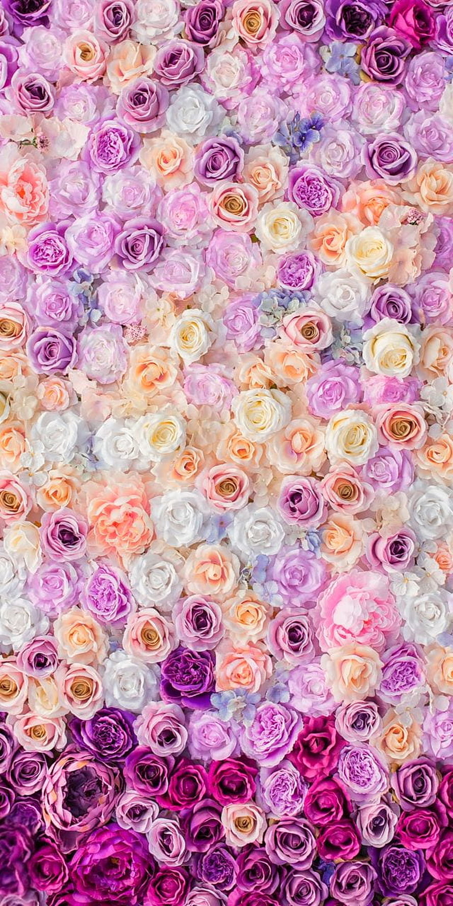 Pastel Pink Purple Rose Floral Wall Background HD phone wallpaper