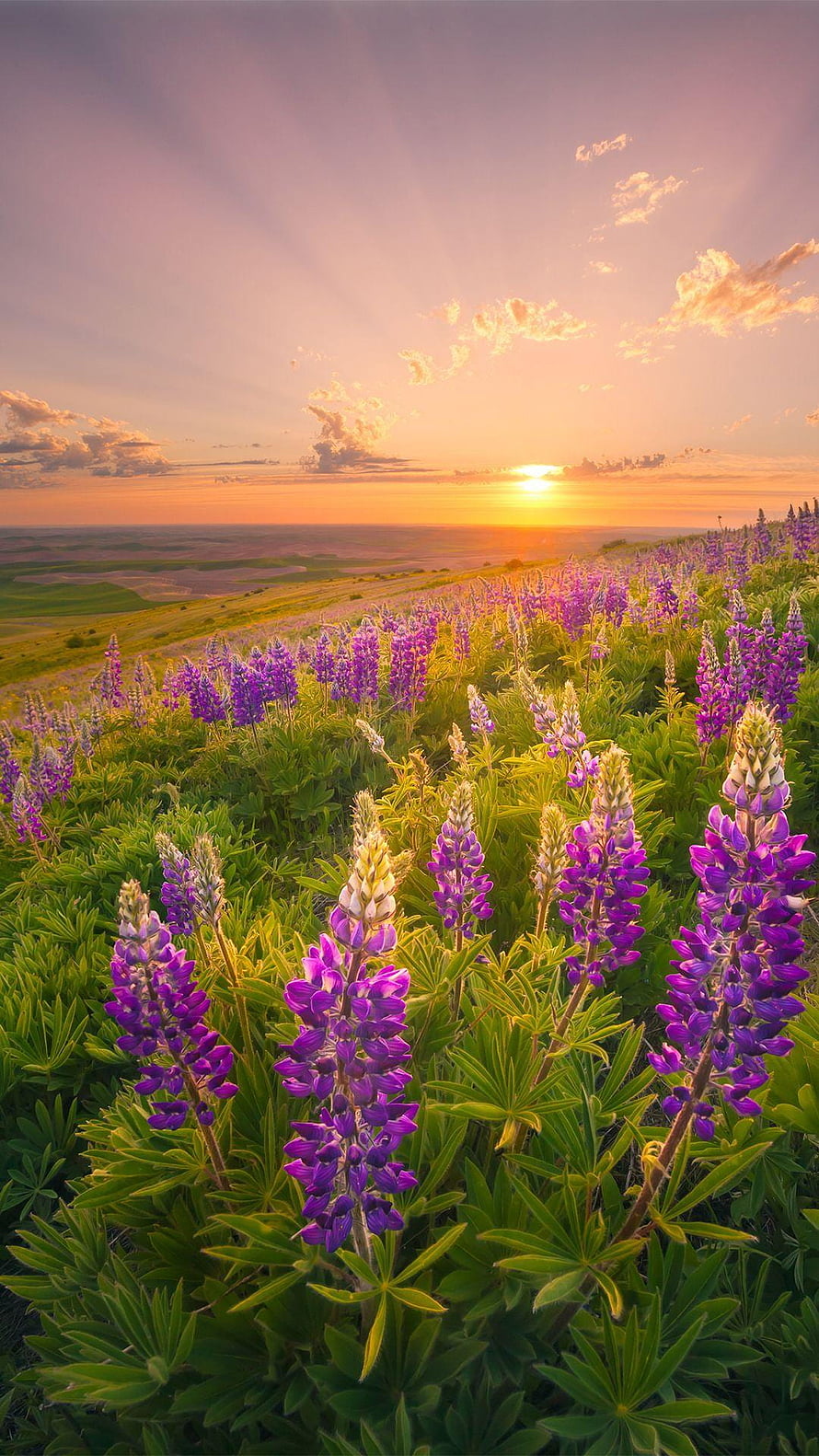 Purple Lupine Wildflowers Blooming in a Field at Golden Sunset HD phone wallpaper