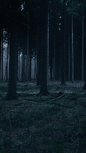 Dark Forest at Night with Tall Pine Trees and Misty Atmosphere HD phone wallpaper