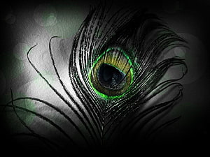 Dark Peacock Feather with Glowing Green Eye and Intricate Black Barbs HD wallpaper