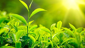 Fresh Green Tea Leaves Growing in a Sunlit Garden with Soft Bokeh Background HD wallpaper