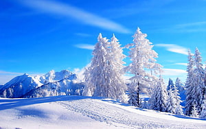 Snow-Covered Evergreen Trees on a Mountain Ridge Under a Clear Blue Winter Sky HD wallpaper