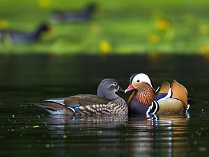 Mandarin Duck Pair Swimming Together in a Calm Pond with Lush Green Background HD wallpaper
