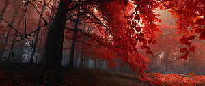 Mystical Red Forest Path With Foggy Autumn Atmosphere And Vibrant Foliage HD wallpaper
