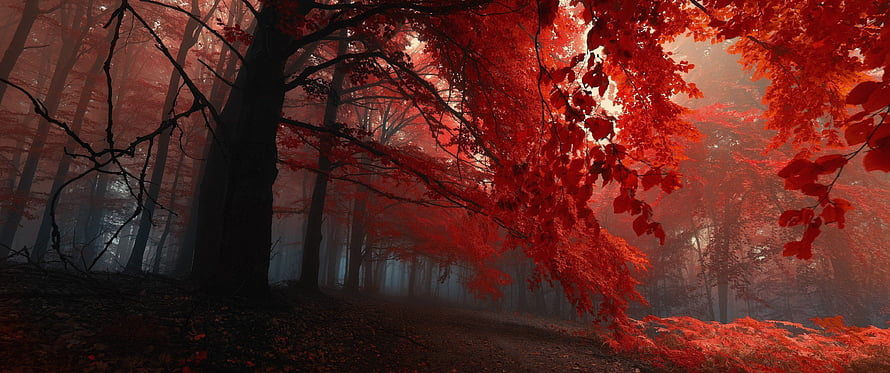 Mystical Red Forest Path With Foggy Autumn Atmosphere And Vibrant Foliage HD wallpaper