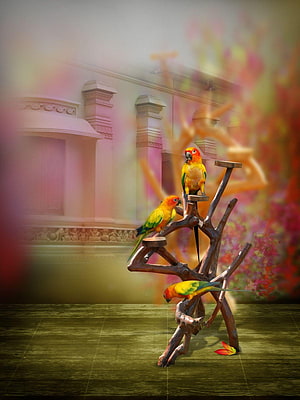 Three Sun Conures Perched on a Wooden Stand with a Blurred Architectural Background HD phone wallpaper