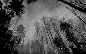 Moody Black and White Forest Landscape with Misty Sky and Bare Trees HD wallpaper