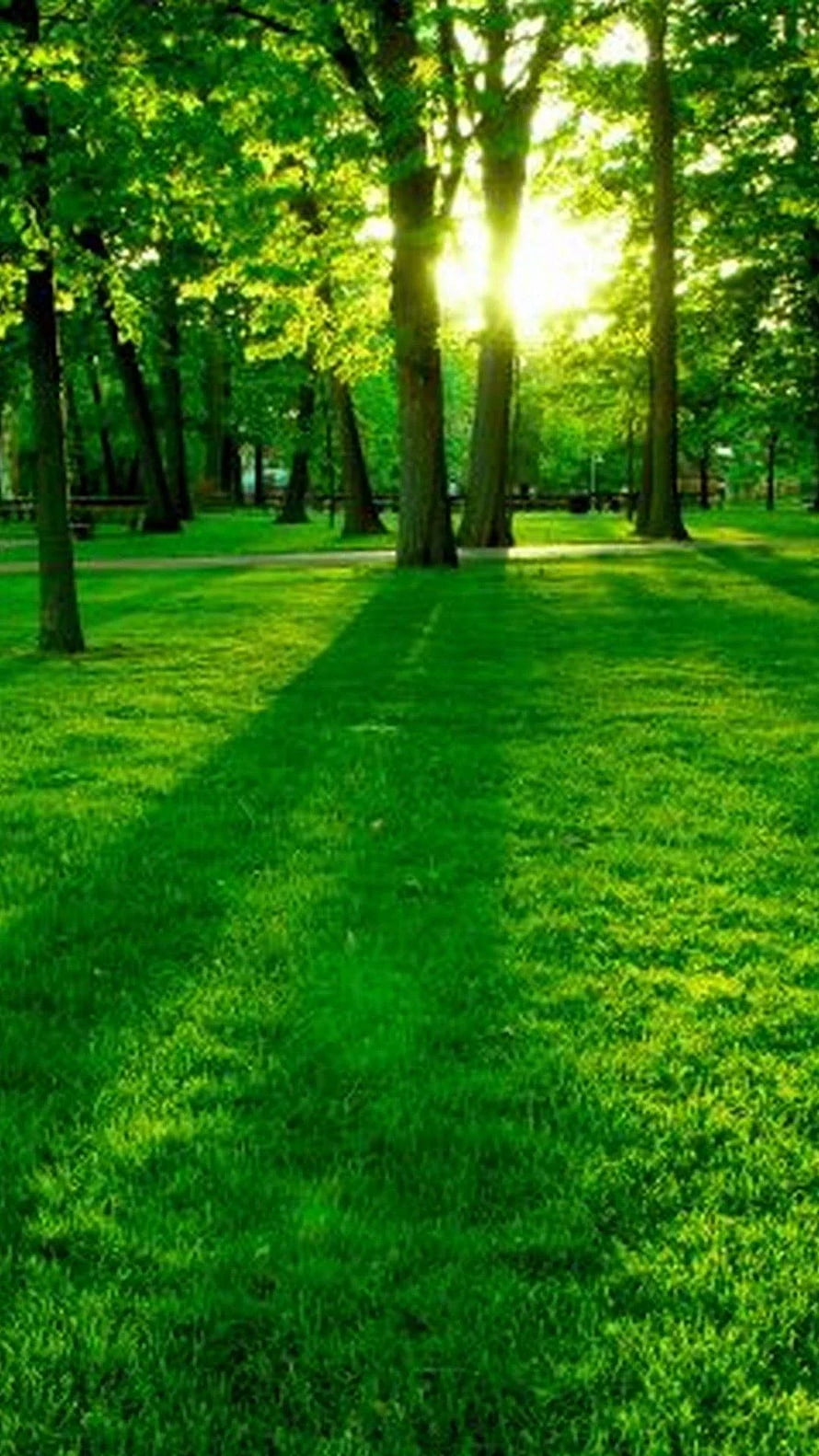 Sunlight streaming through lush green trees in a serene park with long shadows on the grass HD phone wallpaper