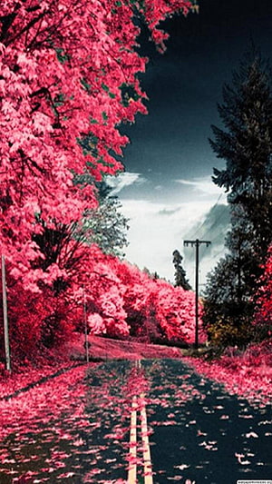 Vibrant Pink Cherry Blossom Road Lined With Falling Petals Under Dramatic Sky HD phone wallpaper