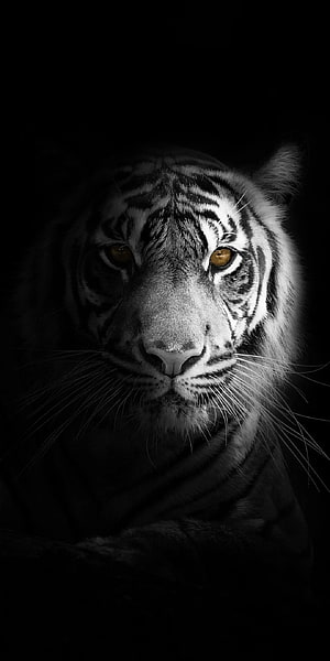 Dramatic White Tiger Portrait with Amber Eyes on Black Background HD phone wallpaper