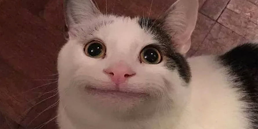 Funny White And Black Cat With Wide Eyes And Human-Like Smile, Memes Cat, polite cat HD wallpaper