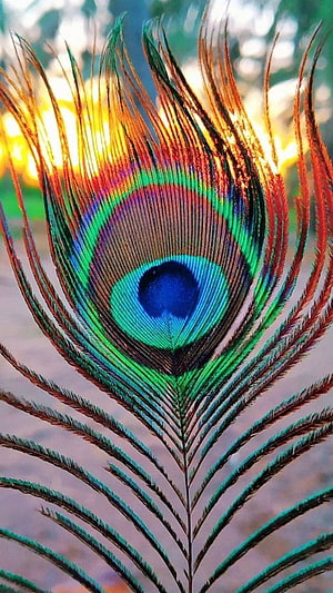 Vibrant Peacock Feather Close-Up With Iridescent Blue Eye And Golden Sunset Background HD phone wallpaper