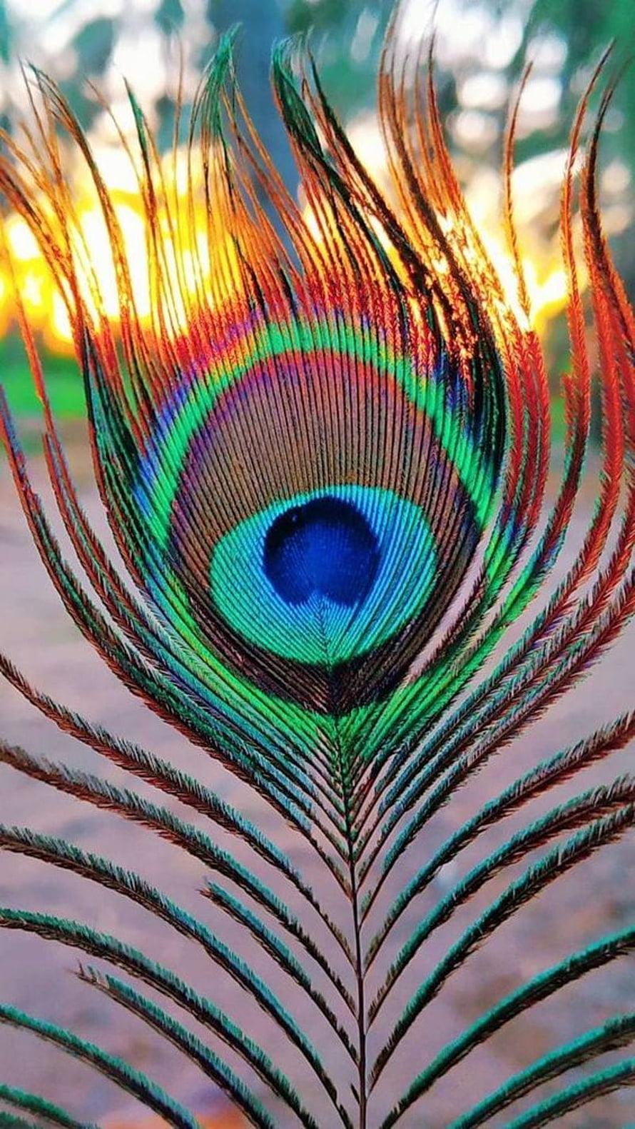 Vibrant Peacock Feather Close-Up With Iridescent Blue Eye And Golden Sunset Background HD phone wallpaper