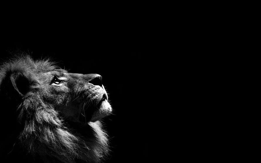 Majestic Male Lion Profile in Dramatic Black and White Portrait HD wallpaper