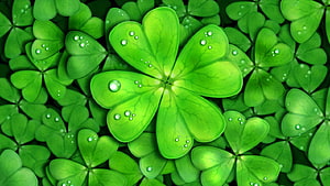Vibrant Four Leaf Clover with Dew Drops on a Bed of Green Shamrocks HD wallpaper