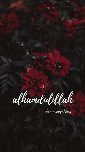Alhamdulillah for Everything Islamic Quote Over Dark Red Flowers HD phone wallpaper