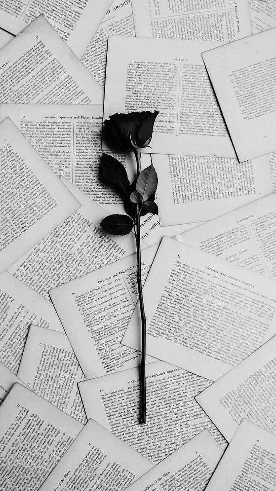 Black Rose on Vintage Book Pages, Monochrome Still Life Photography HD phone wallpaper