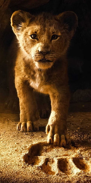 Cute Baby Lion Cub Walking Towards Camera With Paw Print In Sand HD phone wallpaper