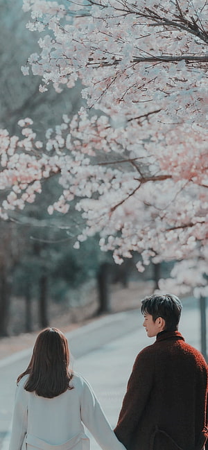 Couple Walking Under Cherry Blossoms in a Korean Drama Aesthetic Scene HD phone wallpaper