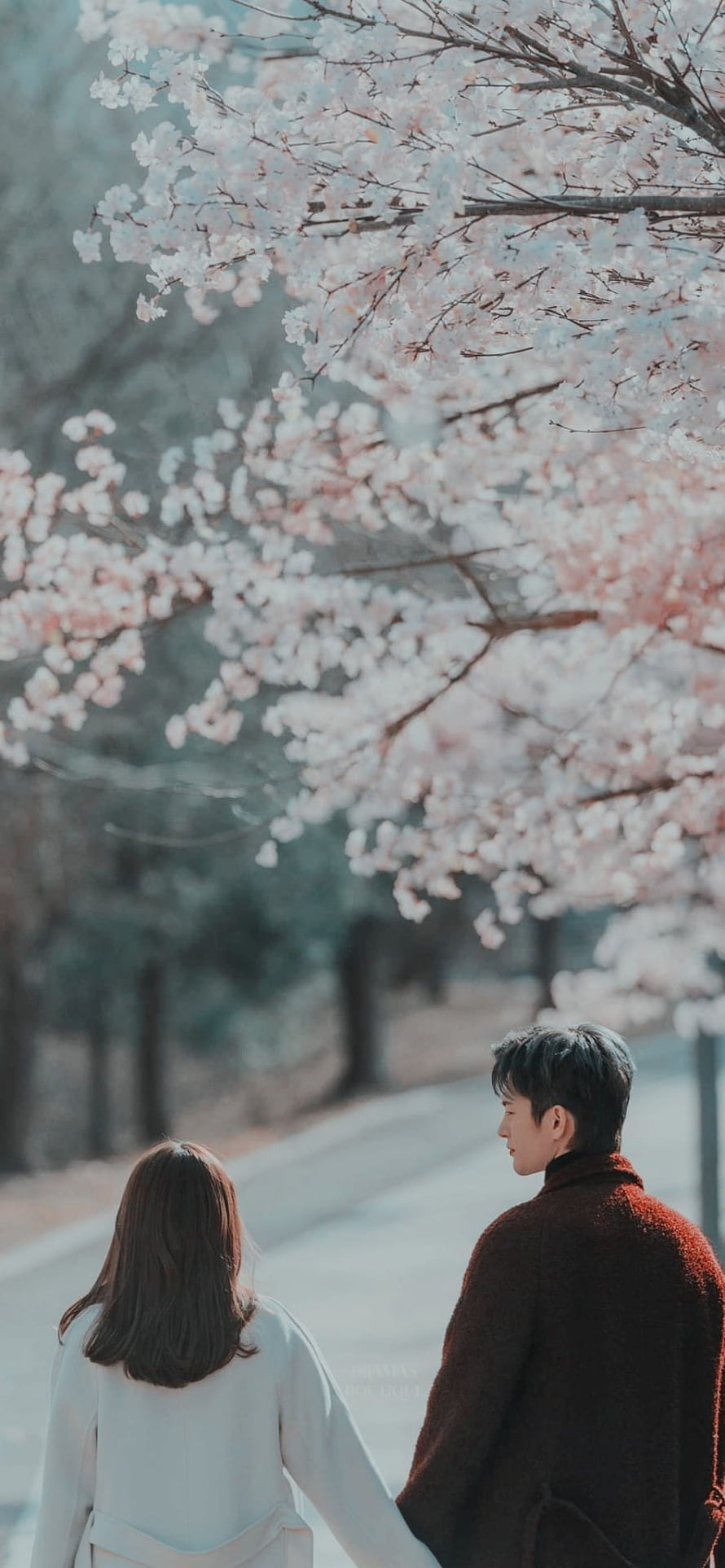 Couple Walking Under Cherry Blossoms in a Korean Drama Aesthetic Scene HD phone wallpaper