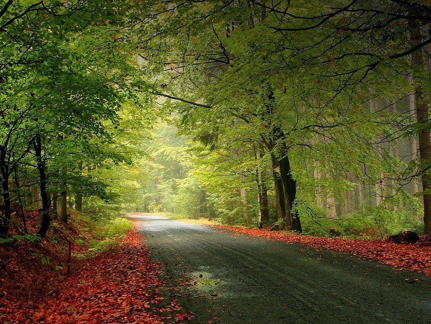 Misty Forest Road With Red Fallen Leaves And Green Canopy HD wallpaper