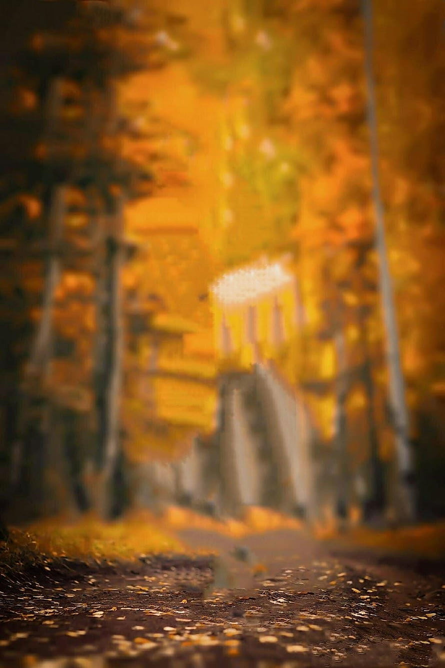 Golden Autumn Forest Path with Soft Focus and Warm Foliage HD phone wallpaper
