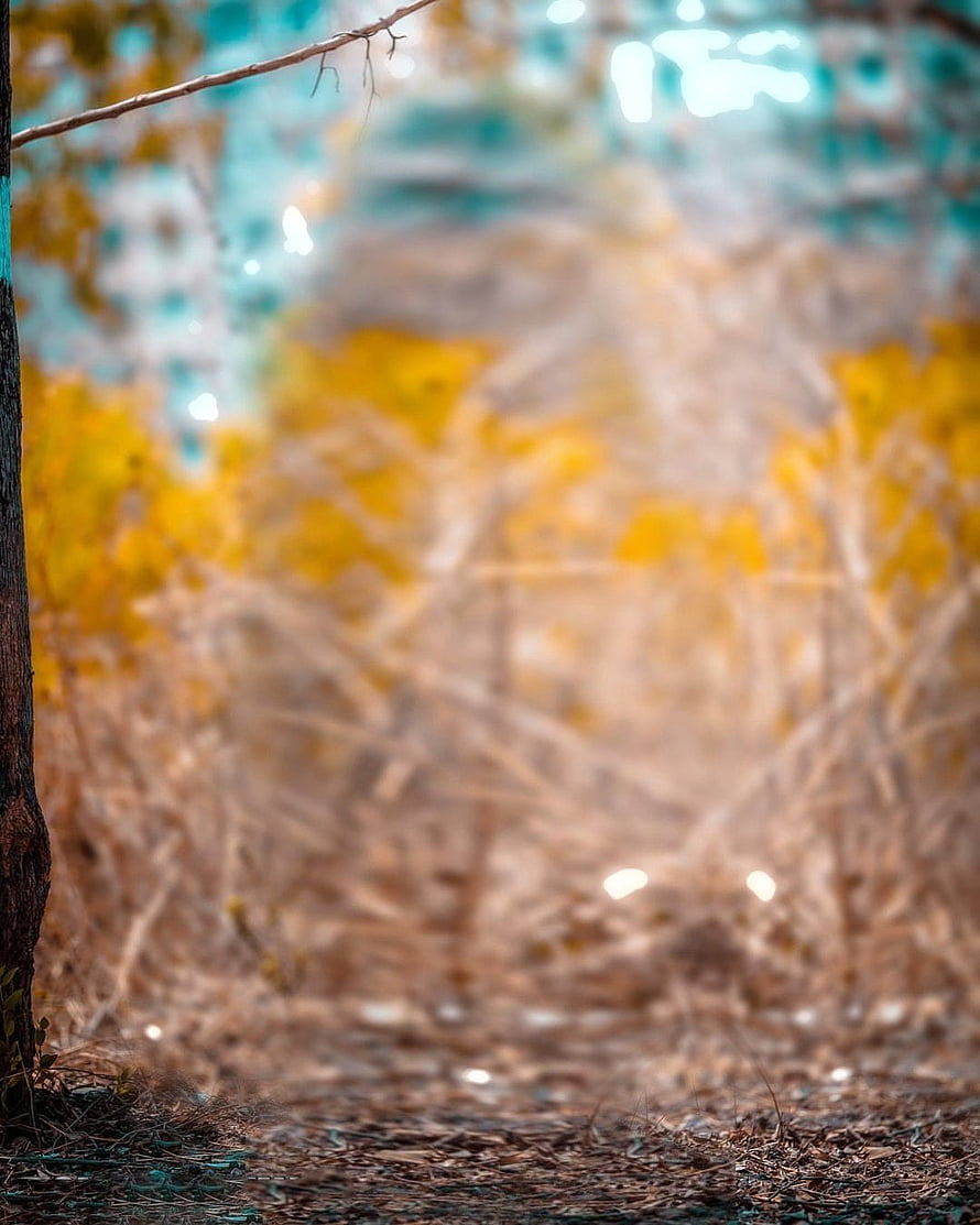 Blurred Autumn Forest Path with Golden Foliage and Soft Bokeh Light HD phone wallpaper