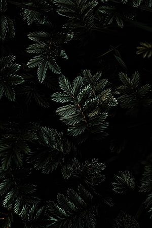 Dark moody close-up of deep green fern fronds against a black background HD phone wallpaper