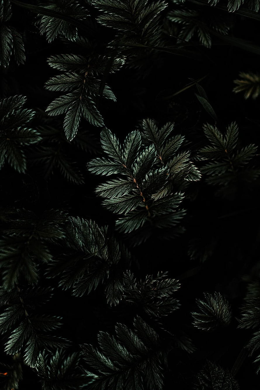 Dark moody close-up of deep green fern fronds against a black background HD phone wallpaper