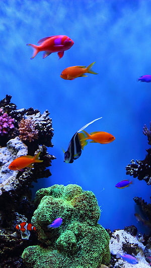 Vibrant Tropical Fish Swimming Among Colorful Coral Reefs in Blue Ocean Water HD phone wallpaper