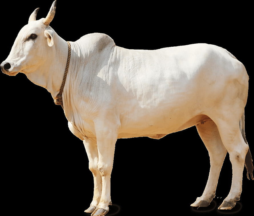 White Indian Zebu Cattle Breed with Horns and Rope Collar on Black Background HD wallpaper