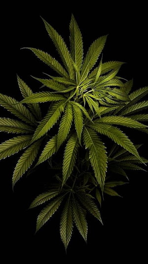 Vibrant Green Cannabis Leaf Isolated on a Deep Black Background HD phone wallpaper